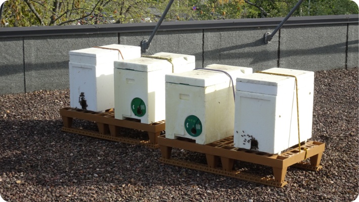 Image des ruches Campus de Montbéliard Agglomération